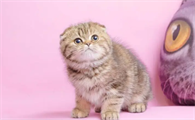 折耳猫什么颜色最贵