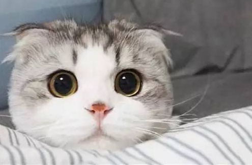 折耳猫半年不发病就永远不会