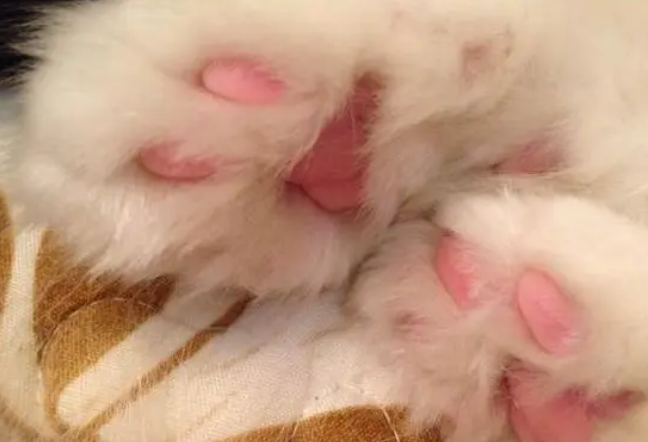 猫咪肉垫脱皮是怎么回事
