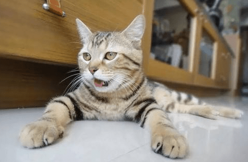 猫喘不上来气一直喘怎么回事儿