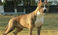 斯塔福犬战斗力怎么样