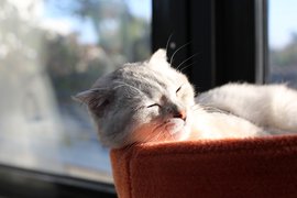呼吸状况原来这么重要！猫咪一分钟呼吸多少次才正常？