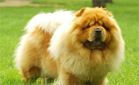 松狮犬是什么样的狗