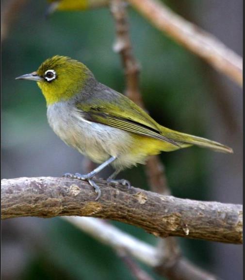 绿尾地莺:真像童话里飞出的夜莺