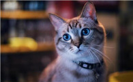 猫三联可以自己打吗什么时候打一次