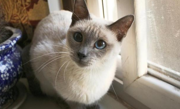 十大新手最好养的猫便宜
