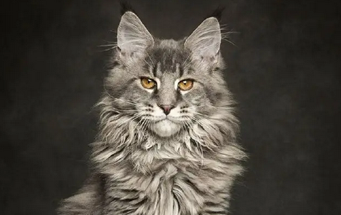 世界上最贵的猫前十名