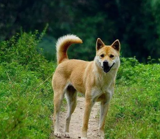 中华田园犬能长多大 中华田园犬能长多大