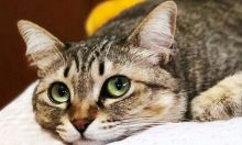 邻居嫌弃猫咪讨厌怎么办?学会下面几步让它们轻松变乖! 邻居嫌弃猫咪讨厌怎么办?学会下面几步让它们轻松变乖!