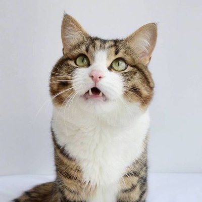 猫只有一个蛋蛋怎么回事 猫只有一个蛋蛋怎么回事