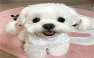 马尔济斯掉毛吗