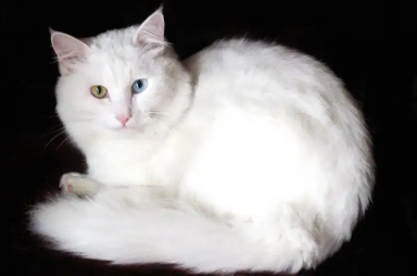 怎么判断是不是波斯猫