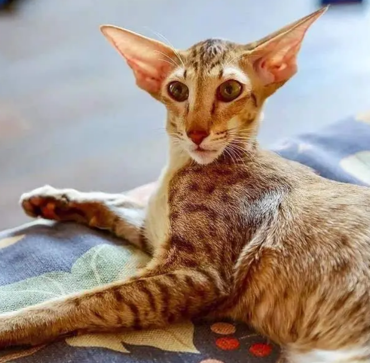 东方短毛猫是什么品种 东方短毛猫是什么品种
