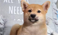 柴犬三个月耳朵怎么是垂下的