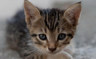 猫咪肚子一抽一抽的呼吸频率快怎么办