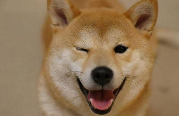 1500的柴犬是真的吗 1500的柴犬是真的吗