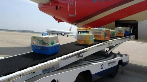 国内靠谱的宠物托运 国内靠谱的宠物托运