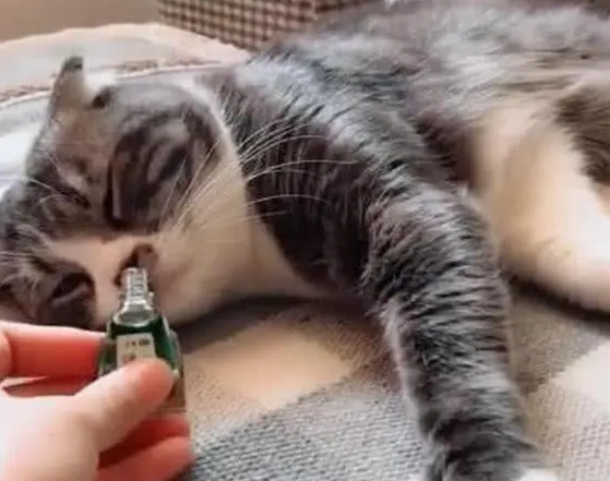猫咪不小心闻了风油精怎么办