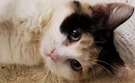 猫传腹检查什么项目