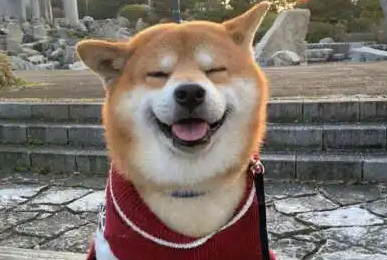 柴犬头像怎么样 柴犬头像怎么样
