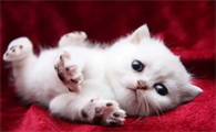 刚出生小猫身上有跳蚤怎么办用什么药