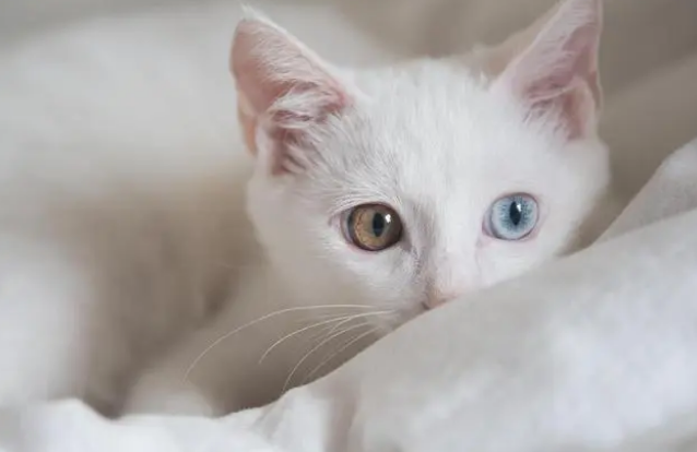 吃什么才能让猫的毛长得好 吃什么才能让猫的毛长得好