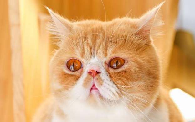猫咪献血影响身体吗 猫咪献血影响身体吗