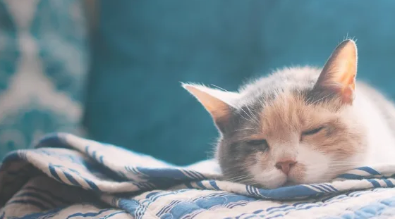 猫可以多久不拉屎拉尿在地上