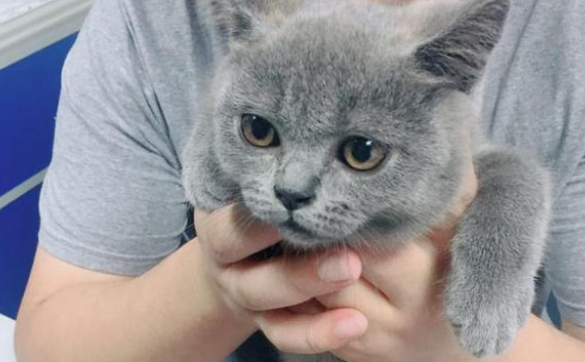 英短蓝猫掉毛严重吗