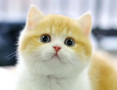 猫咪吃薄荷有什么好处吗