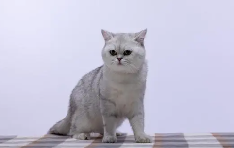 猫有眼屎是正常的吗