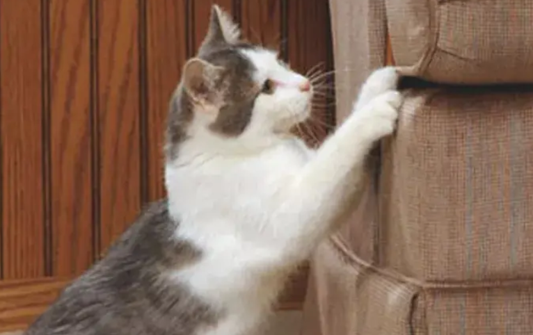猫一直抓东西是什么意思