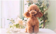 泰迪狗狗老是乱咬东西怎么办