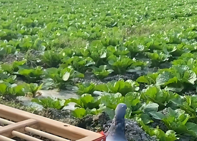 从成都卖到江苏的鸽子,飞1600公里逃回家,交易完成货还在 从成都卖到江苏的鸽子,飞1600公里逃回家,交易完成货还在