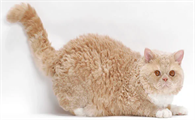 塞尔凯克卷毛猫和德文哪个好