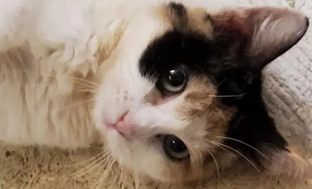 猫传腹检查什么项目