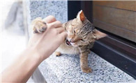 狂犬病毒存在猫爪上吗