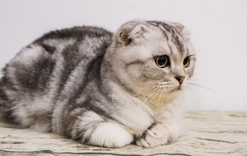 养一只折耳猫每月成本多少 养一只折耳猫每月成本多少