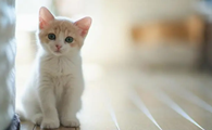 小猫咪断胡子是怎么回事