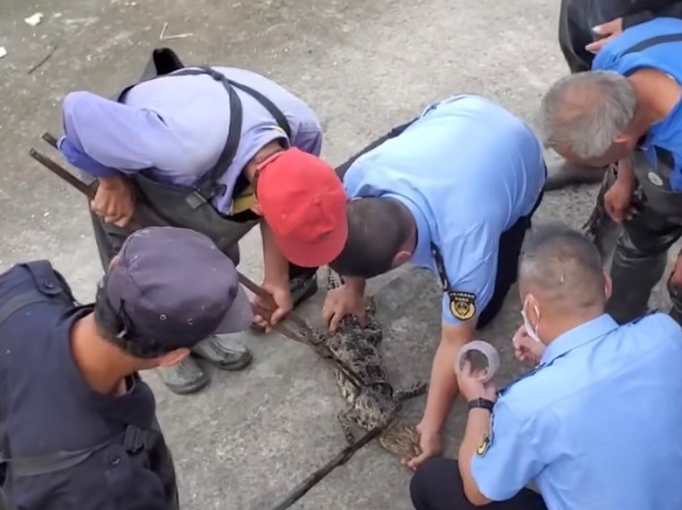 上海黄浦江暹罗鳄被抓住了，已交由专业人员进行看管饲养