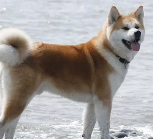 日本秋田犬价格多少钱一只