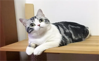 美短300元一只正常吗