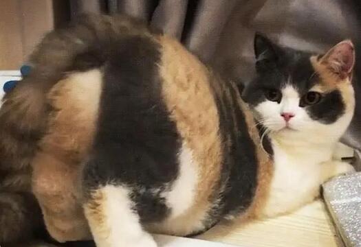 猫做完绝育还会发情吗