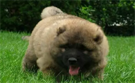 高加索犬为什么那么大