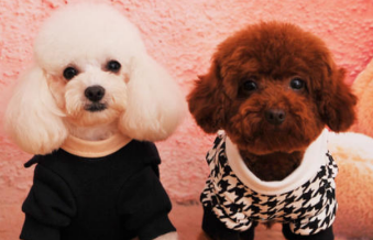 贵宾犬和泰迪的区别