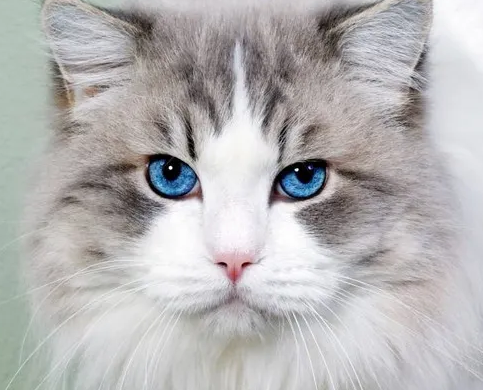 毛孩子受伤先别慌,关于宠物猫受伤的三个处理方法你一定要码住 毛孩子受伤先别慌,关于宠物猫受伤的三个处理方法你一定要码住