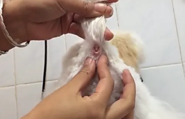 狗狗的肛门腺多长时间清理一次比较好