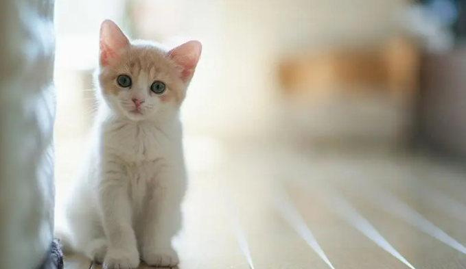 为什么养猫不需要办证?原因就在这几点 为什么养猫不需要办证?原因就在这几点