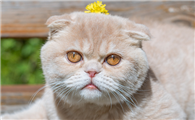 未满月的小猫人工怎么喂养啊