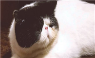 异国短毛猫是加菲猫吗